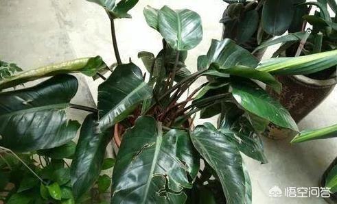 花叶万年青的作用:除甲醛十大有效排名植物，你知道吗？