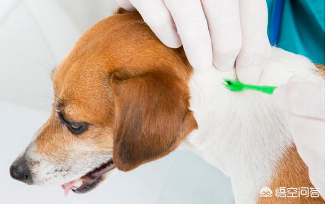 狗耳螨和马拉色菌感染的区别:狗狗马拉色菌什么引起的？ 狗耳螨的症状图片