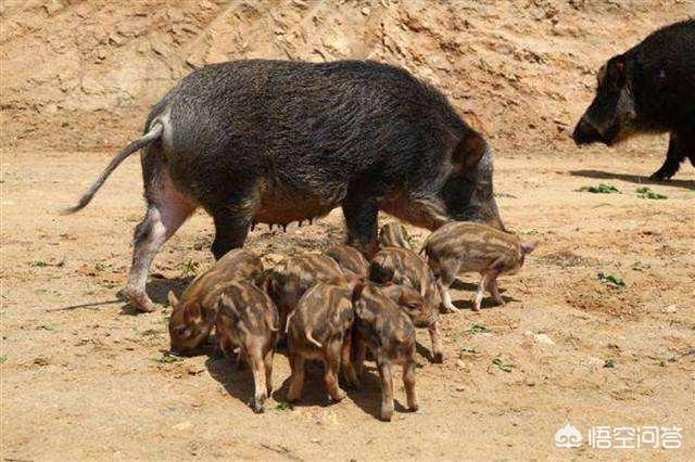 云南一母猪产下8名男婴:个别母猪为什么把它自己生下小猪吃掉怎样防止