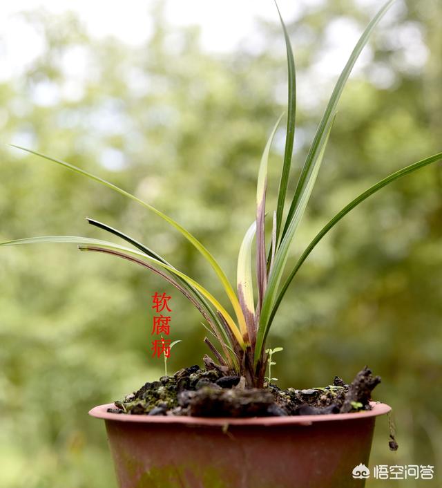 兰花根烂了后怎么处理,盛夏，兰花烂芯，该怎么处理？