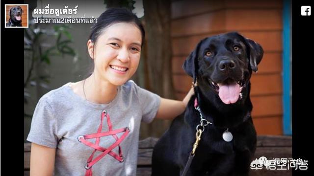 导盲犬珍妮 寄养家:出来打工一年了，过年回家我家狗狗还能认识我吗？
