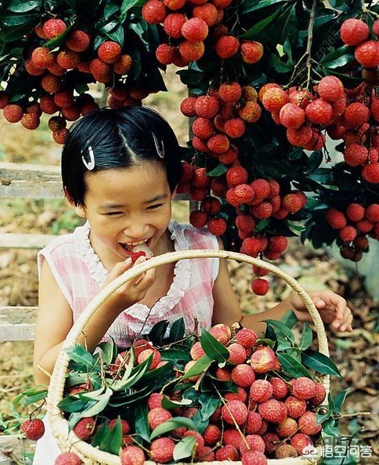 雅皮狗蓝色经典冰爽窝:酷夏，你们是怎么帮自己家的宠物避暑的？