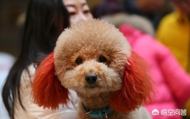 成都直立行走的狗:你认为泰迪智商高的表现有哪些？