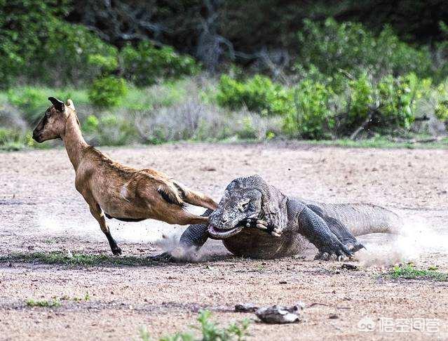 科莫多巨蜥vs平头哥，科莫多巨蜥能否在非洲草原生存下去