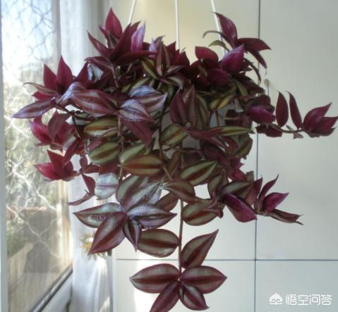 花卉图片大全吊竹梅:怎样种植吊竹梅，让它长得很茂盛？