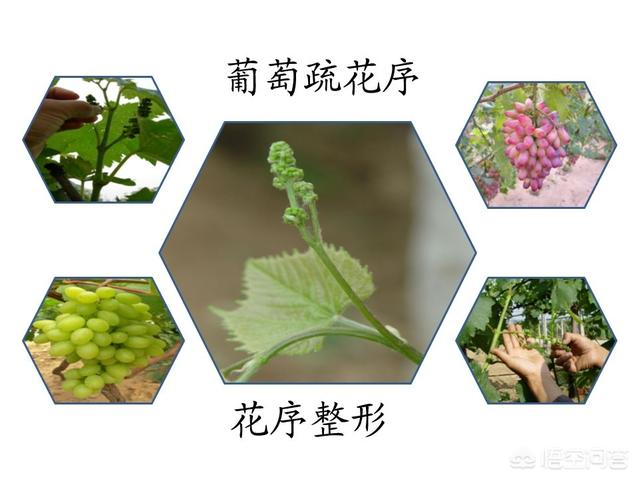 头条问答 温克葡萄最近怎样修穗 三农小砖家的回答 0赞