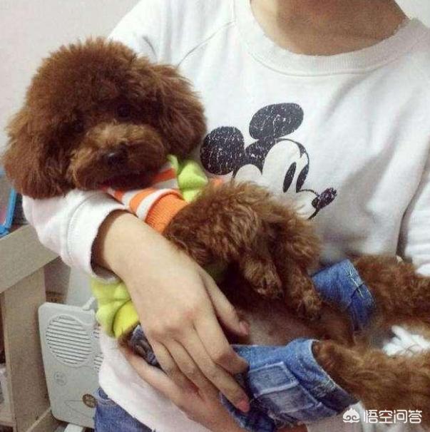 泰迪乱咬牵引绳:你家泰迪犬最反感的是什么？