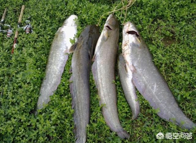 鸡肝猪肝钓胡子鱼视频:用猪肝钓鲶鱼效果不太好，还能用什么饵料？