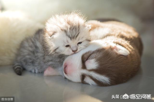 伯曼猫吧:养了8年的猫，治病要花10万，你会救吗？