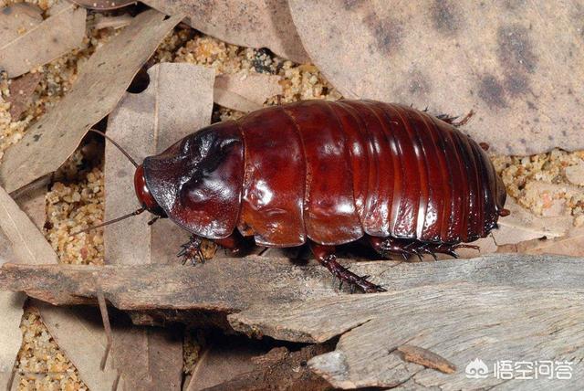 家里经常有蟑螂出没,该怎么办_清洁门户