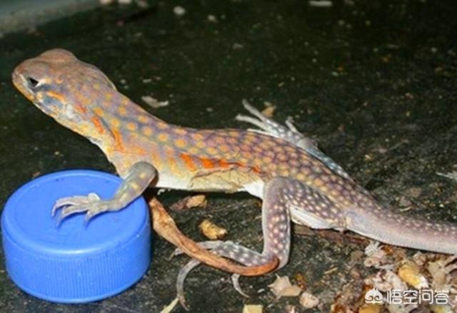 蜥蜴养殖:蜡皮蜥该怎样养殖，还有无冬眠养殖的吗？
