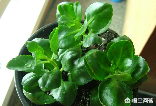 长寿花的繁殖方法大全:长寿花扦插需要先晾伤口吗？