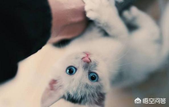 新手养猫注意事项两个月:两个月的宝宝能接触猫吗？