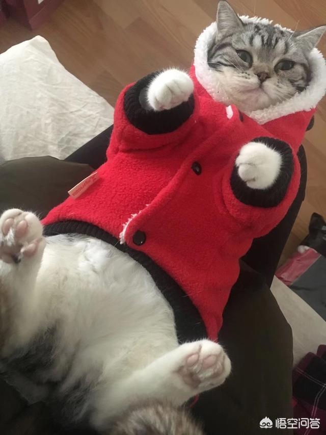 加菲猫和美短哪个好养:暹罗和美短各自有什么优缺点？ 加菲猫和美短哪个聪明