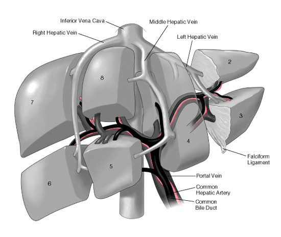 肝脏的8个分段图叶法图片