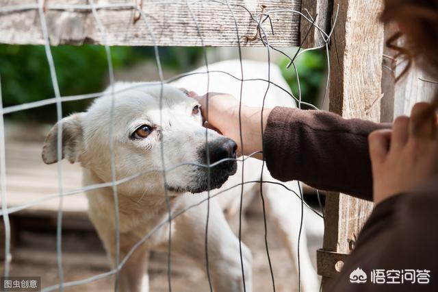 上班族适合养什么狗,上班族可以养拉布拉多犬吗？