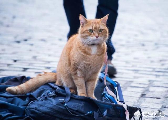 流浪猫鲍勃去世:如何看待流浪猫鲍勃去世？