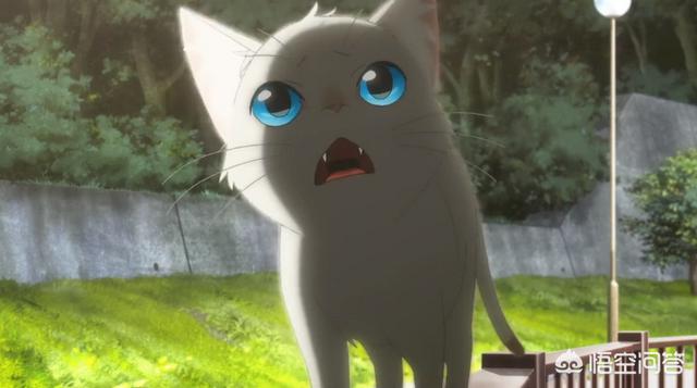 猫看见死亡的双眼剧情解释:《想哭泣的我戴上了猫面具》讲了一个怎样的故事？
