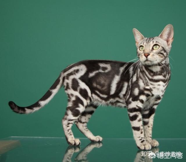 地中海孟加拉猫舍:孟加拉豹猫小时候是黑白色大了是什么色？