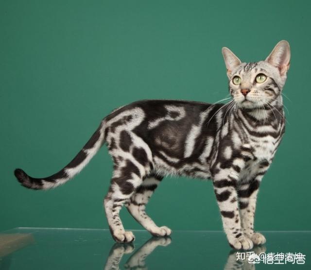 孟加拉猫是豹猫吗:疫情过后可以养孟加拉豹猫吗？ 孟加拉豹猫可以跟什么猫配