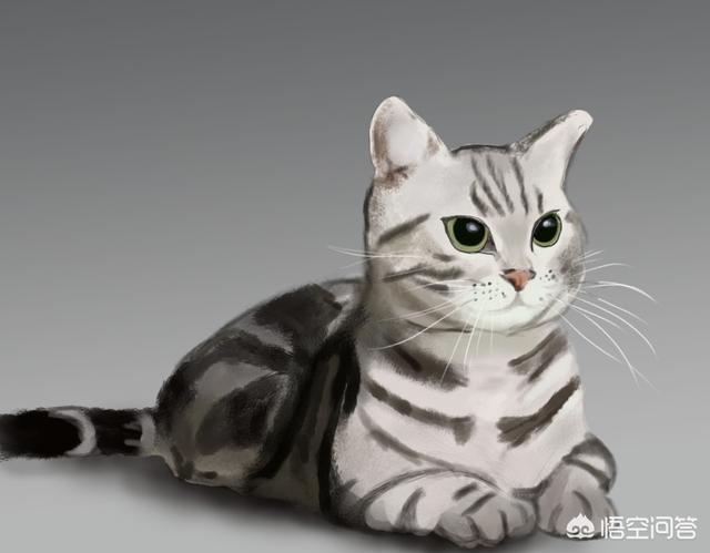 美洲长尾虎猫多少钱:2020虎斑猫多少钱一只？