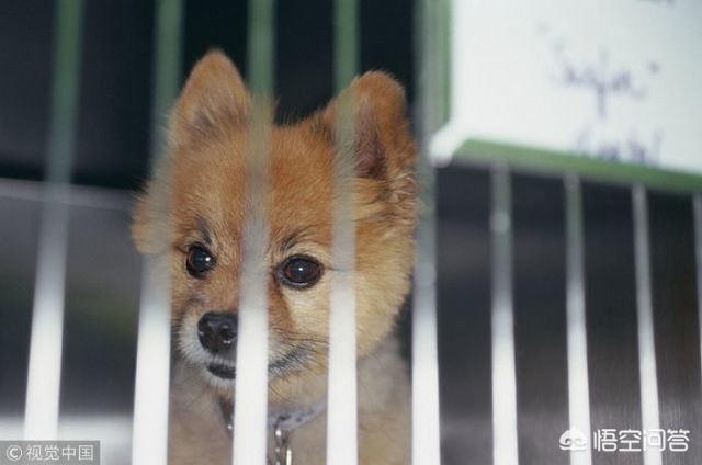 卡南犬幼犬图片:哪些地方能买到下司猎犬？下司猎犬的幼犬大概多少钱？