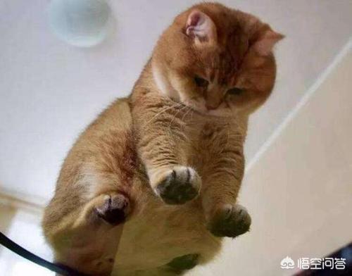 减肥猫技能表:猫咪会不会意识到自己很胖需要减肥呢？