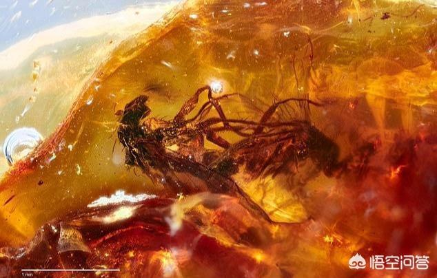 动物交配图:老虎和狮子到底交配成什么？
