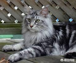 缅因猫兽:最好看的银虎斑缅因猫长什么样子？