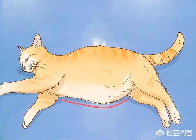 怎么判断猫有没有怀孕,怎么知道猫咪是不是有孩子了？