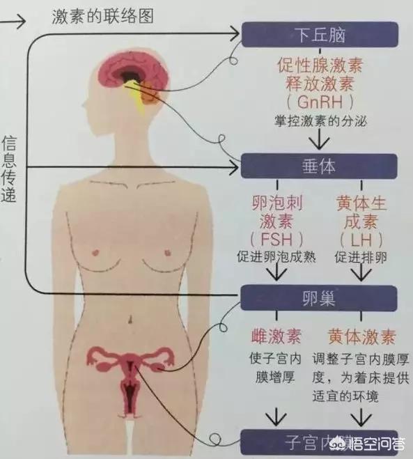 头条问答 为什么胸会一边大一边小呢 整形医生修志夫的回答 0赞