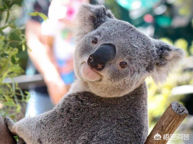 澳洲野犬分布在中国:哪些狗狗体内拥有狼的基因？ 简直不敢相信母爱泛滥的非洲野犬