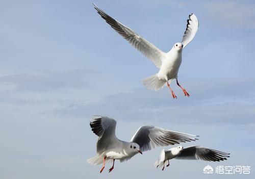 2007年尼斯湖水怪，牂牁江水怪是什么大型水生物