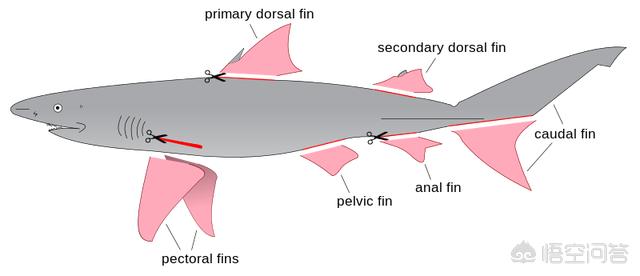 山东一高校湖内出现大型肉食鱼，为什么一些人只吃鱼翅，不吃鲨鱼肉