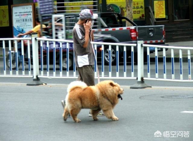 心机狗狗开车撞倒大树:路上开车撞到狗了，怎么办？