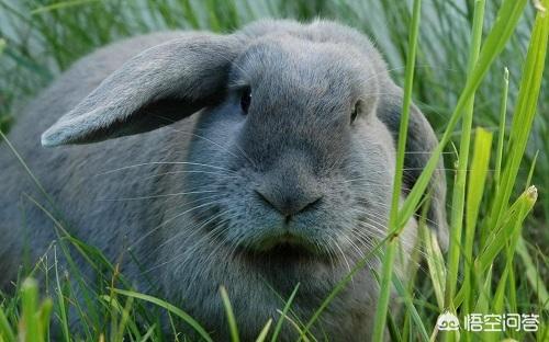 治疗兔子拉稀的方法有哪些，兔子拉稀吃吗丁啉药管用吗吗丁啉可以治兔子拉稀吗