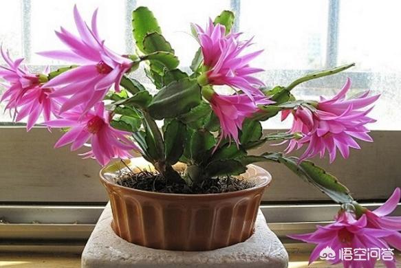 假昙花和蟹爪兰哪个好养:蟹爪兰是喜阴植物，还是喜阳植物？