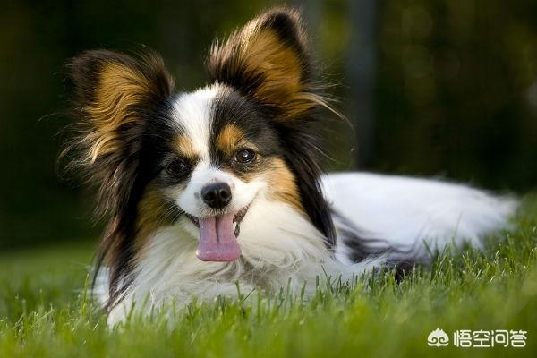 北京犬:养京巴犬或蝴蝶犬哪个好？