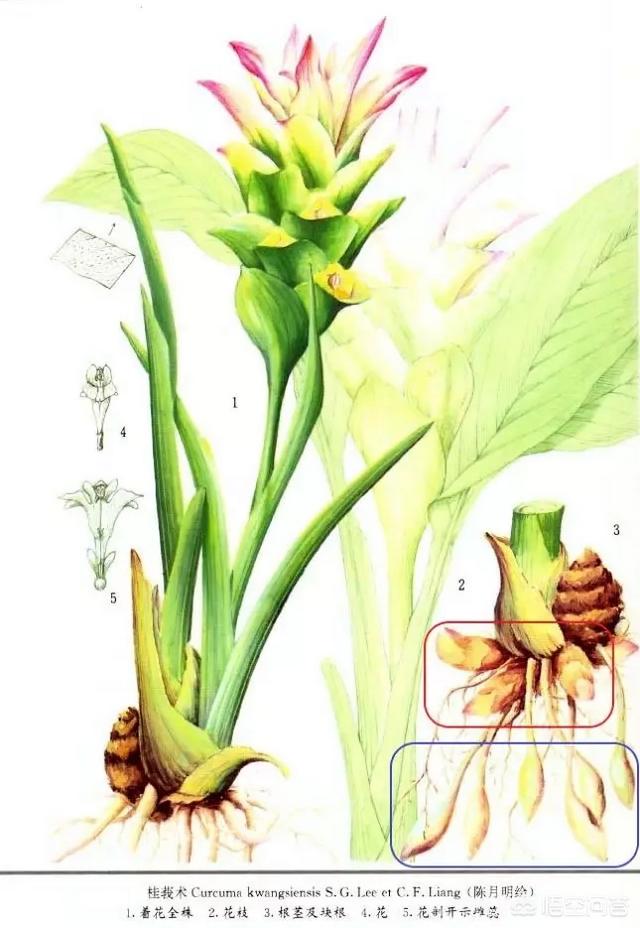 醋莪术,中药莪术有哪些功效与应用？