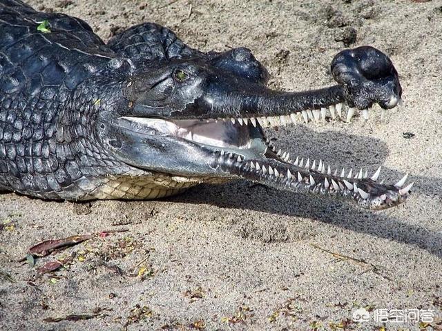 尼罗鳄和短吻鳄哪个大:长吻鳄的实力是否被人们过度低估？
