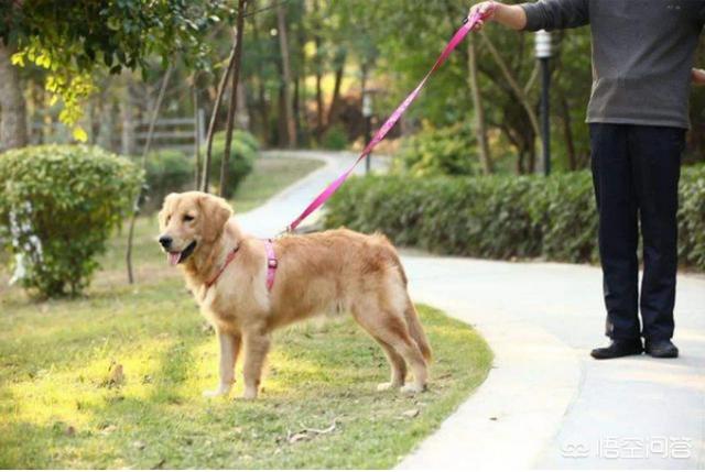 广州禁养犬种 2021:广州禁养犬种图片 2019年北上广的禁养狗狗都有哪些呢？