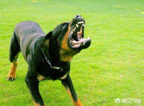 美国防暴犬罗威纳图片:饲养罗威纳，应该要注意什么问题？