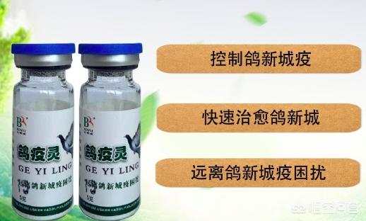 信鸽疫苗什么时候打最好:鸽子打了多次新城疫疫苗，抗体不行怎么办？