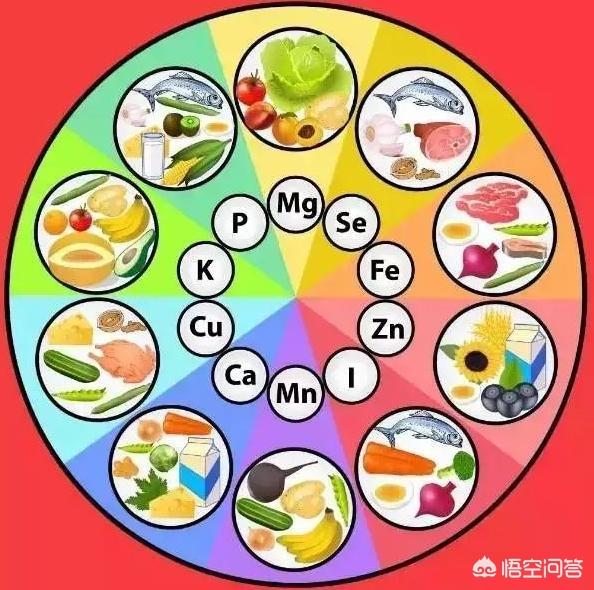 不打理的雪纳瑞图片:雪纳瑞不吃狗粮应该怎么办呢？