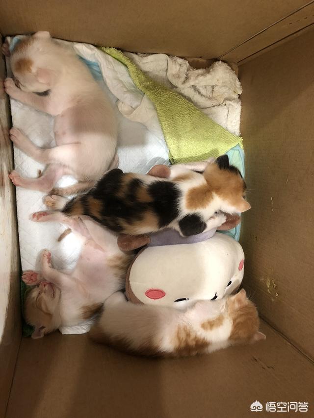赛维洛犬菌清哪里有卖:为什么有的小奶猫会容易得猫癣、奶癣？