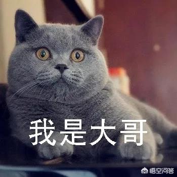 四川简州猫四耳图片:猫咪是很有治愈系的动物，你喜欢哪种？ 四川简州猫值钱吗