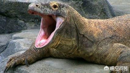 科莫多巨蜥与非洲鳄哪个更厉害？