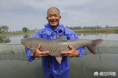 水族疾病防治:如何做好观赏鱼水霉病的防治工作？