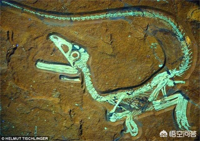 有人发现奥特曼化石，如果古代人发现恐龙化石会怎样？