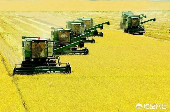 农村水稻要下来了，是卖青粮还是干粮？